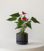 Anthurium – King of hearts - تصویر 4