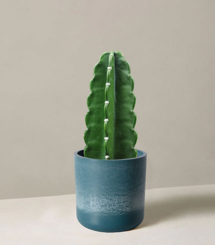 Cuddly Cactus - تصویر 2